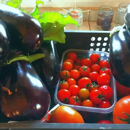 Eco Camping Nueva Vida Gospodarstwo wiejskie Chío